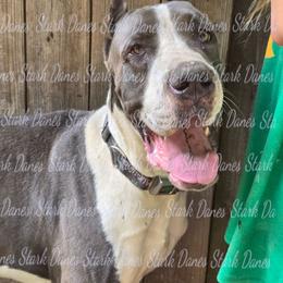 Geralt - Mantle male Great Dane puppy in Spring, Texas from Stark Danes