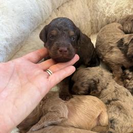 Puppy pick 3 - Chocolate male Goldendoodle puppy in Natural Bridge, Virginia from Padgetts Hill Puppies