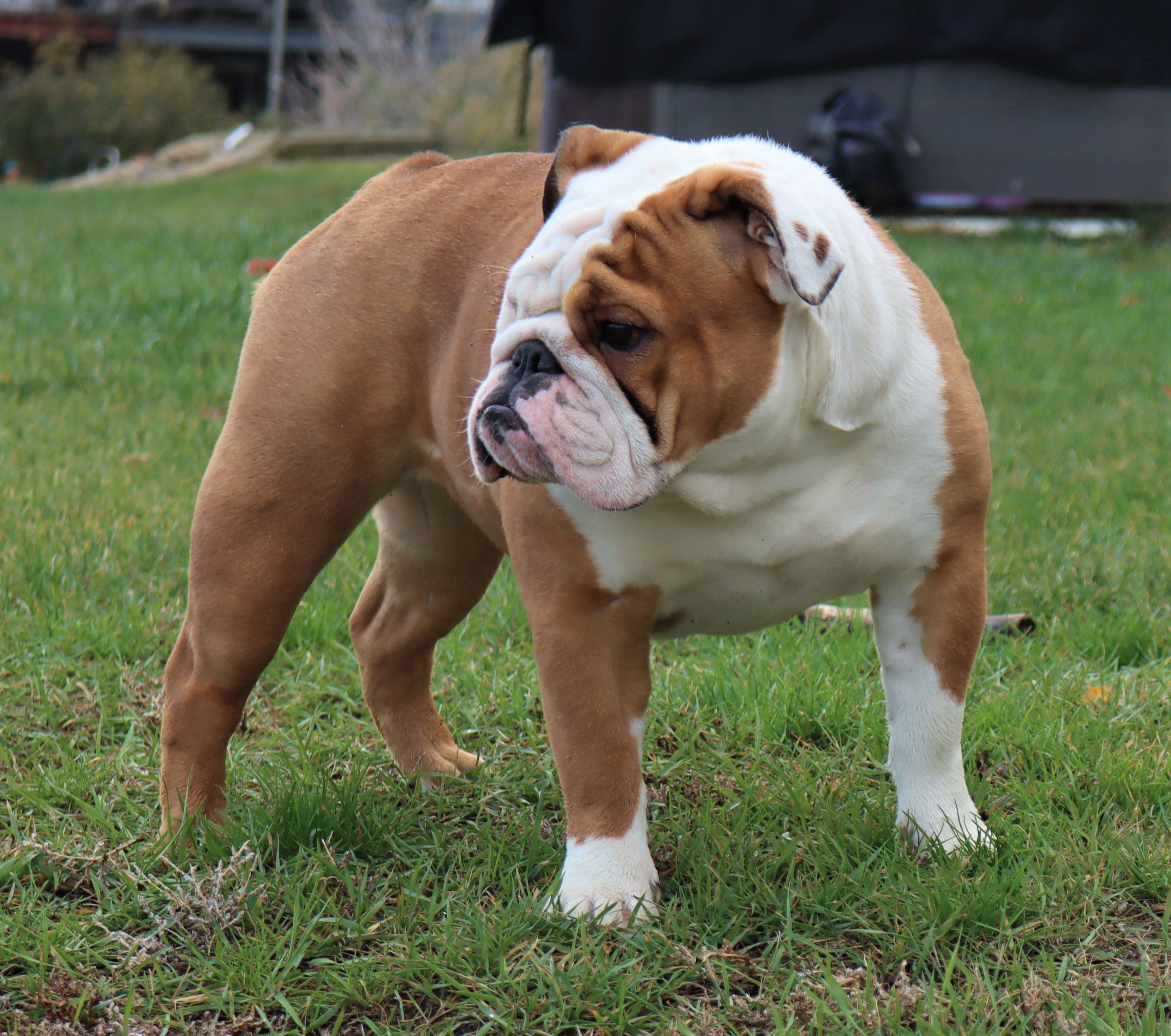 Bulldogs from Lake Valley Bulldogs