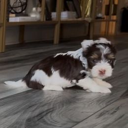 Akc Pumba - Chocolate tan and white male Biewer Terrier puppy in Cartersville, Georgia from Alpha Tiny Paws