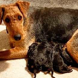 Airedale Terriers from 3M Ranch