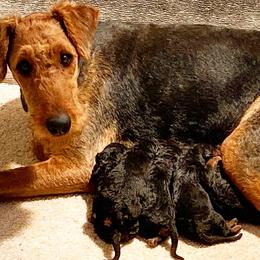 Airedale Terriers from 3M Ranch