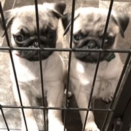 Pug Puppies from Piggytail Kennels