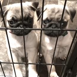 Pug Puppies from Piggytail Kennels