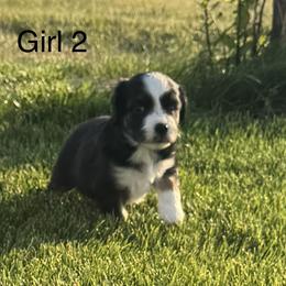 Girl 2 - Black tri female Miniature Australian Shepherd puppy in Strasburg, Colorado from Grasslands Aussies