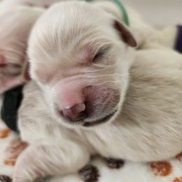 Boy 7 - Mint Green - Reserved (please read description) - Light golden male Golden Retriever puppy in Phoenix, Maryland from Tamarind Goldens