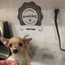 Mini Mrs Poka Dots - Cream and white female Chihuahua puppy in Las Vegas, Nevada from Quality Poms Chihuahua Yorkies of Las vegas