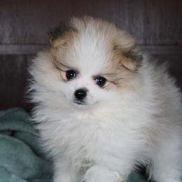 AKC Kobe - Cream sable parti male Pomeranian puppy in Albany, Indiana from Hatz Off Puppies
