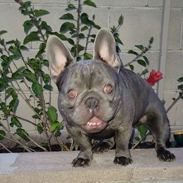 Rome - French Bulldog