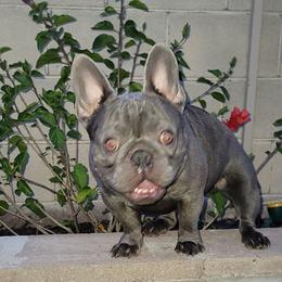 Rome - French Bulldog