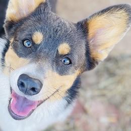 American Corgis, Pembroke Welsh Corgis, and Pomeranians from Syani Puppies