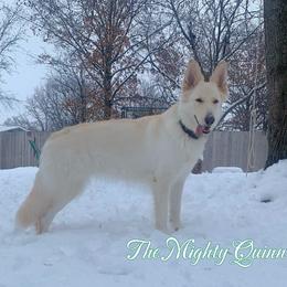 Shiloh Shepherds from The Mighty Quinn Shilohs