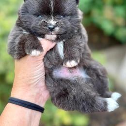 SCAR - Black male Pomeranian puppy in Willis, Texas from Treasured Jewels Pomeranians