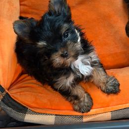 Shuri - Black and gold female Yorkshire Terrier puppy in Smryna, Georgia from Owensons’ Kennel