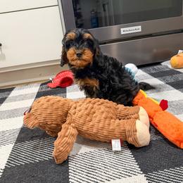 Reese - Black and tan female Cavapoo puppy in Beresford, South Dakota from DAKOTA DOOD RANCH