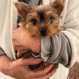 Pomeranian and Yorkshire Terrier Puppies from Chasing Rainbows Yorkies