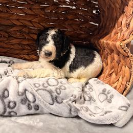 Frosty - Parti male Poodle puppy in Osage Beach, Missouri from Pups Are Us
