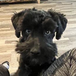 Pete - Miniature Schnauzer