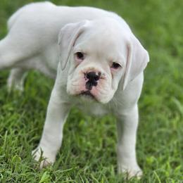 Macy - White female Boxer puppy in Rocky Comfort, Missouri from Meredith's Boxer Puppies