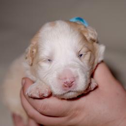 Tito - White and gold male Border Collie puppy in Fresno, California from Alpine Tails