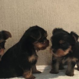 Yorkshire Terrier Puppies from Chestnut yorkies
