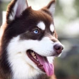 Elliott - Pomsky