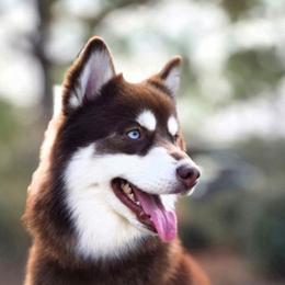 Elliott - Pomsky