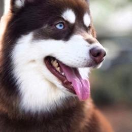 Elliott - Pomsky