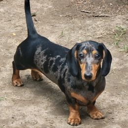 Luna - Dachshund