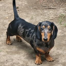 Luna - Dachshund