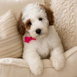 Fudge - Parti female Goldendoodle puppy in Yuciapa, California from AlltheDoodlez_