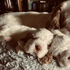 Clumber Spaniel Puppies from Lemontree Clumbers