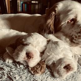 Clumber Spaniel Puppies from Lemontree Clumbers