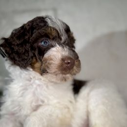Aussiedoodle, Bernedoodle, Goldendoodle, and Poodle Puppies from Vallevistadoodles