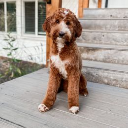 Rusty - Goldendoodle