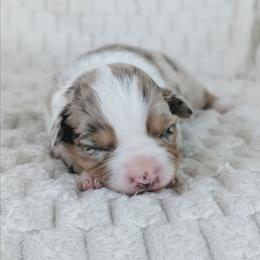 Girl 1 - Red merle female Australian Shepherd puppy in Yakima, Washington from Naches Heights Ranch