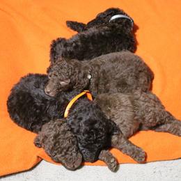 Poodle Puppies from RK'S Pets