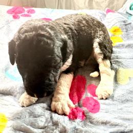 Valor - Parti male Poodle puppy in Meadowbrook, California from Standard Poodle Pups