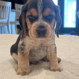 Psalm - Black tan and bluetick male Beagle puppy in Brownsboro, Texas from Willow Bark Beagles