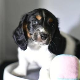 Boy 4 - male Dachshund puppy in Austin, Texas from Glorious Minis
