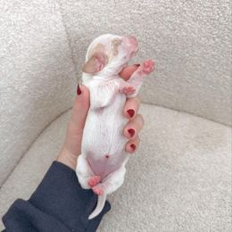 Dachshund Puppies from Magnolia Dachshunds