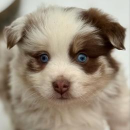 Ozzie - Red merle male Miniature Australian Shepherd puppy in Patterson, North Carolina from DreamLine Aussies