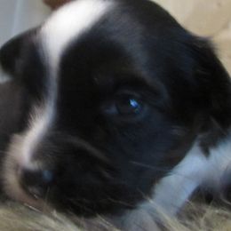 Kyla Nicole - Black female Poodle puppy in Warrensburg, Missouri from Booty Shaker Toy and Miniature Poodles and Aussies
