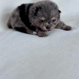 Swell - Blue merle male Pomeranian puppy in Canandaigua, New York from Fingerlakes Pomeranians