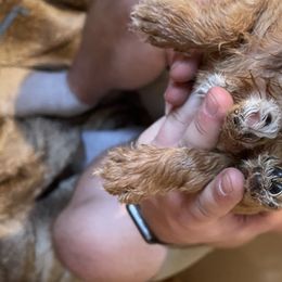 Boy 1 - Labradoodle puppy in Sandy, Utah from Vals Doodles
