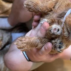 Boy 1 - Labradoodle puppy in Sandy, Utah from Vals Doodles
