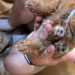 Boy 1 - Labradoodle puppy in Sandy, Utah from Vals Doodles