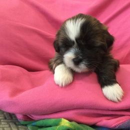 Phobee - Brindle female Lhasa Apso puppy in Albany, Georgia from Clark's Lhasas