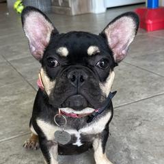 French Bulldogs from Tanessa Clarkson