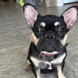 French Bulldogs from Tanessa Clarkson